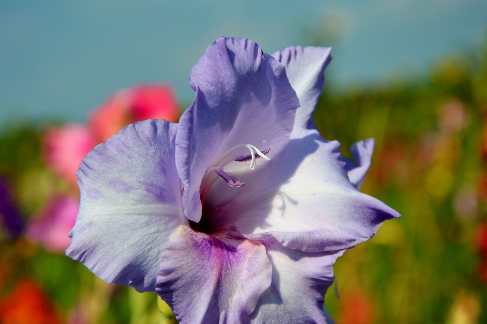 Nikon D3200 sample photo. Gladiolus, gladidus, butterfly greenhouse photography