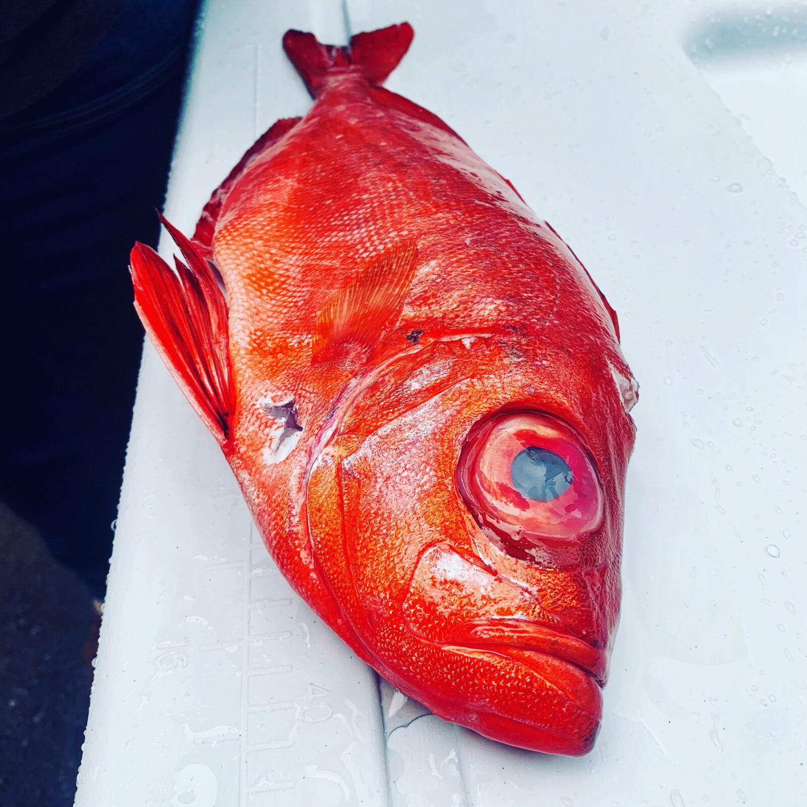 iPhone XR back camera 4.25mm f/1.8 sample photo. Fish, fins, scales photography