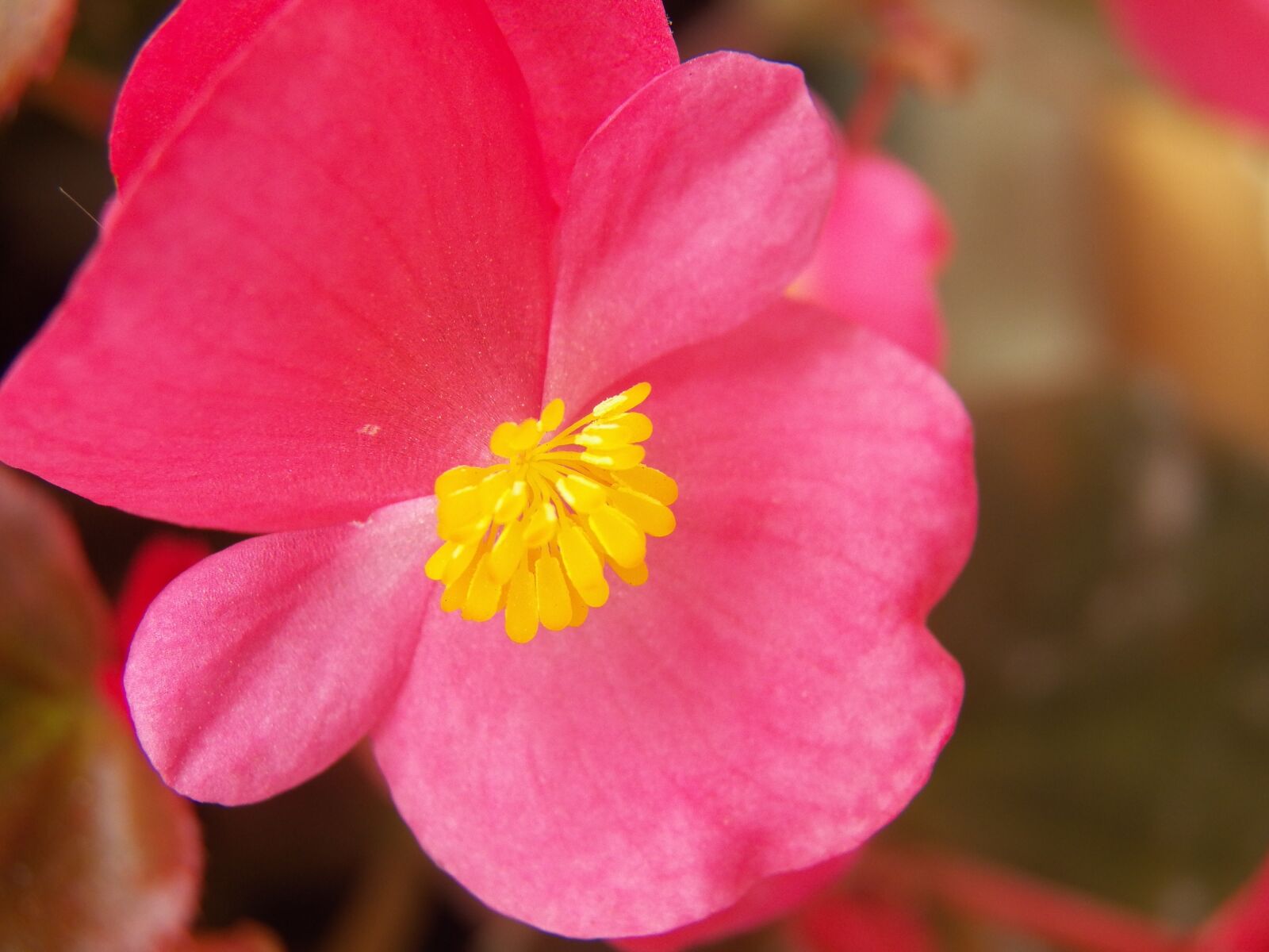 Kodak EasyShare Z990 (EasyShare Max) sample photo. Red flower, flower, delicate photography