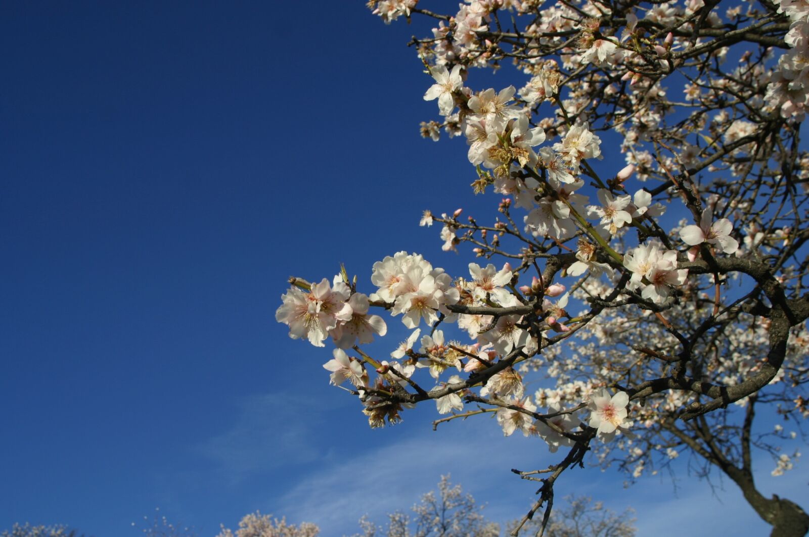 Canon EOS D60 sample photo. Almond tree, flowers white photography