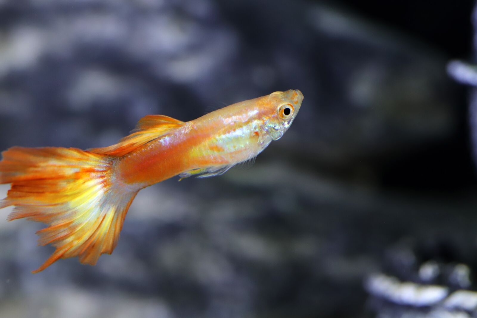 Canon EOS 6D Mark II sample photo. Goofy, tropical fish, fish photography