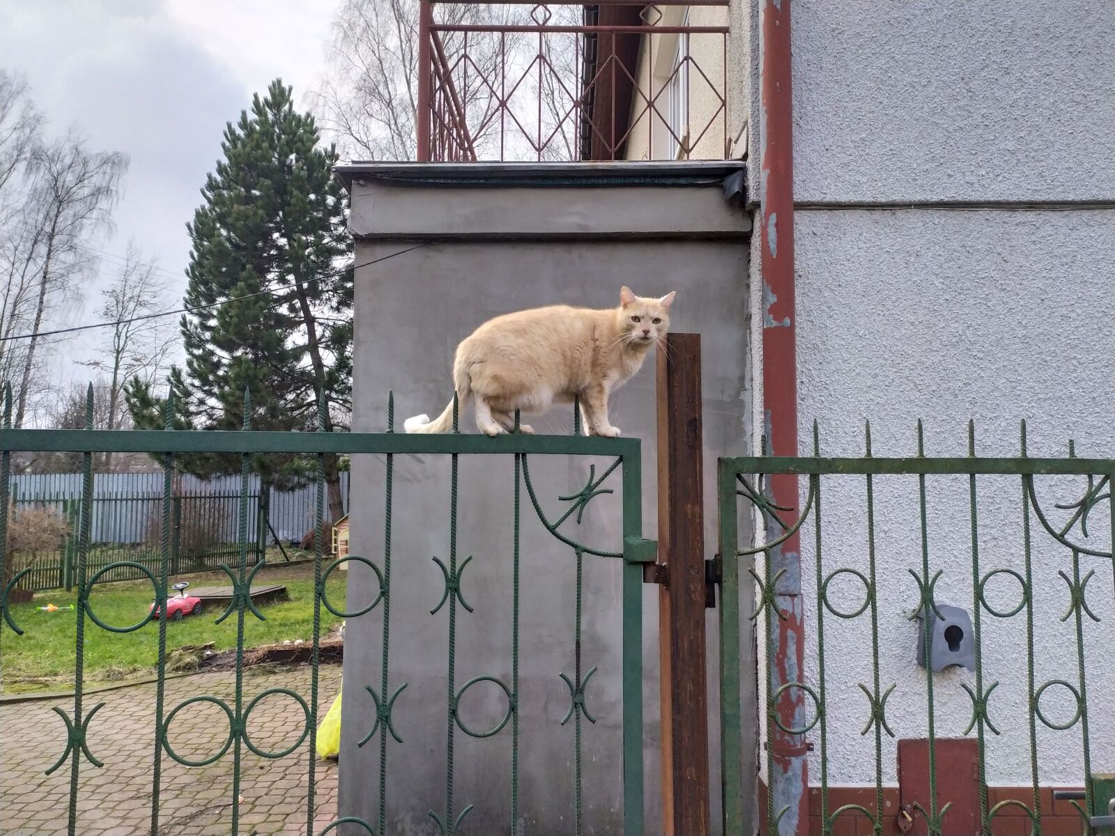 Xiaomi Redmi Note 7 sample photo. Balance, the balance, cat photography