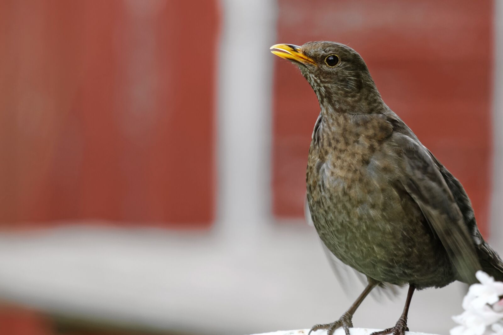 Canon EOS 7D sample photo. Blackbird, female, turdus merula photography