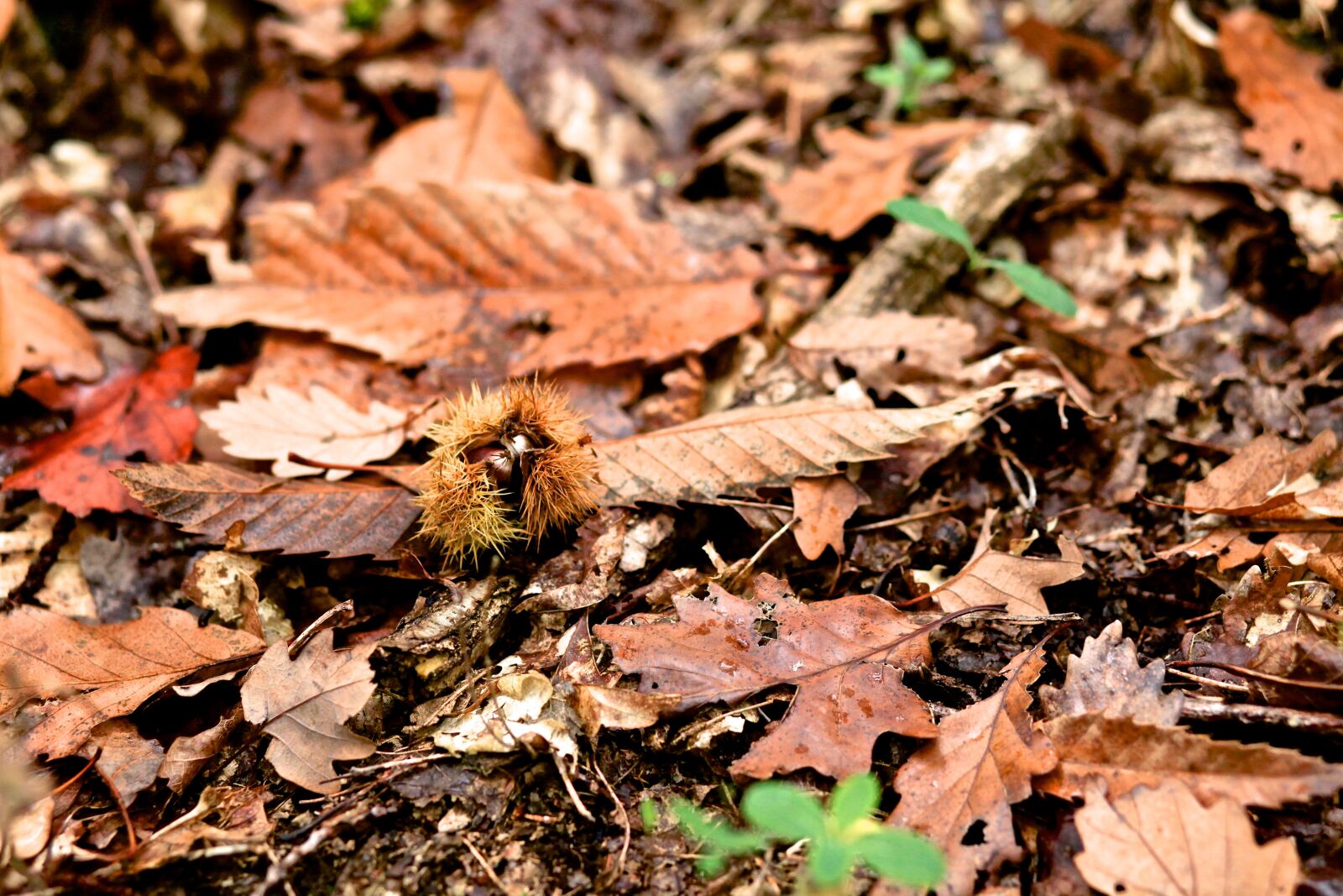 Canon EOS 5D Mark II sample photo. Fall, nature, leaf photography