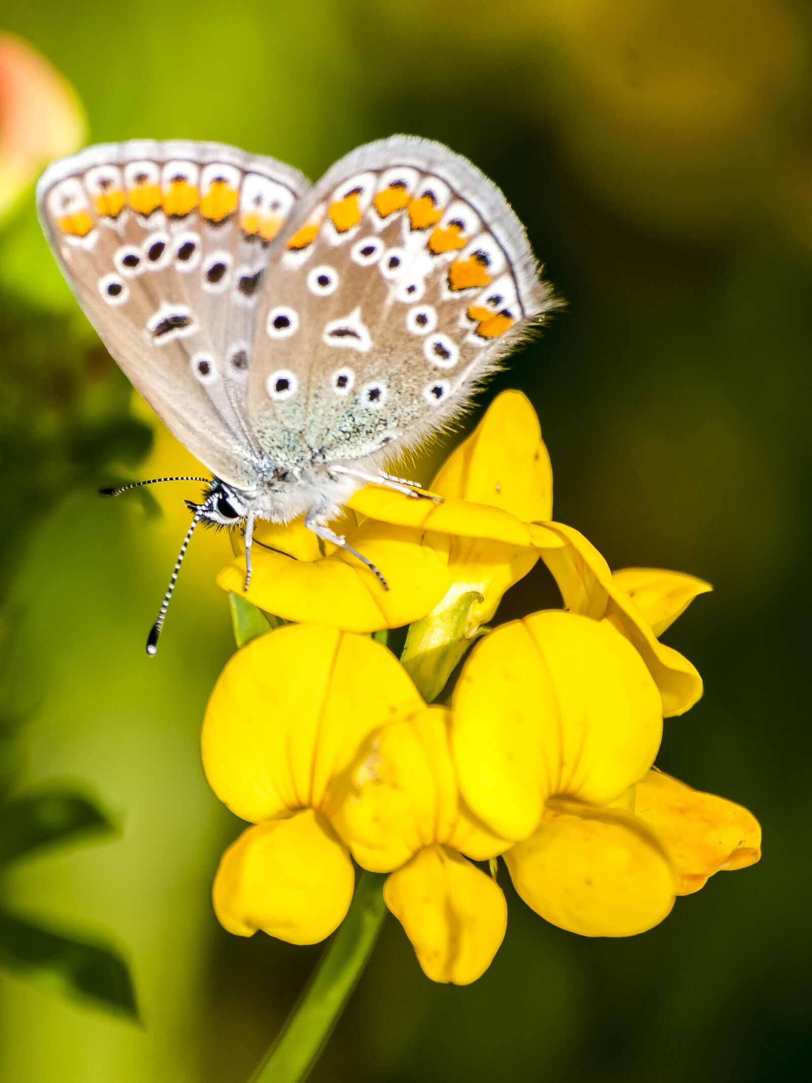Olympus E-3 sample photo. Common blue, butterfly, nature photography