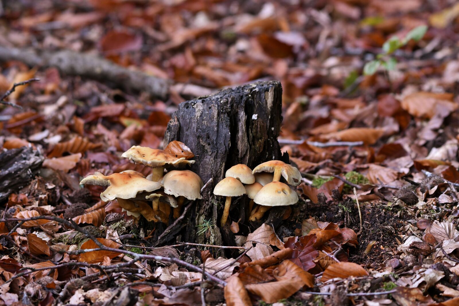 Nikon D500 sample photo. Mushrooms, forest, autumn photography
