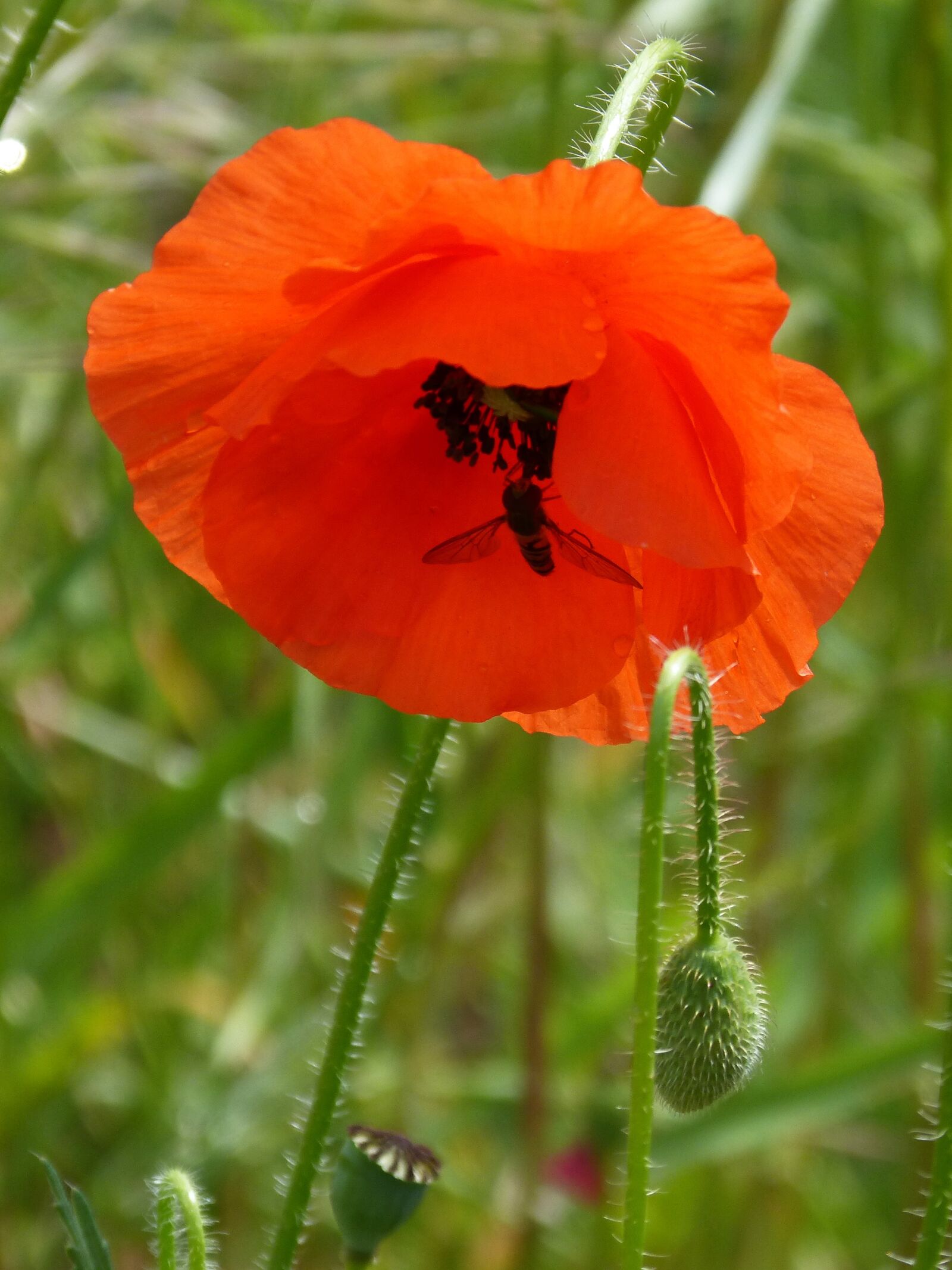 Panasonic DMC-FZ62 sample photo. Poppy, xanthogramma, diptera photography