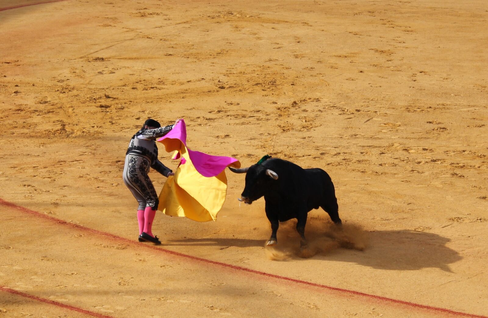 Canon EOS 550D (EOS Rebel T2i / EOS Kiss X4) sample photo. Seville, bull fighting, bull photography