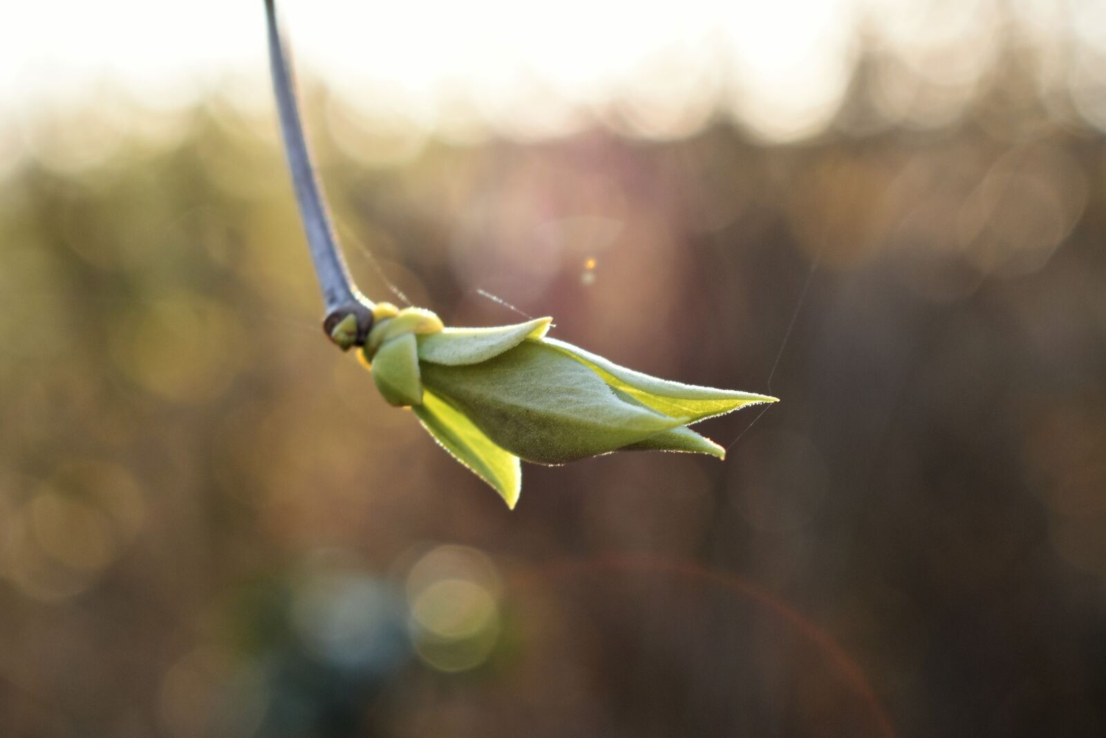 Nikon D5500 sample photo. Lilac, leaves, spring photography