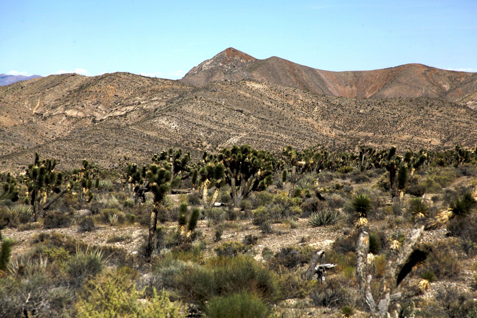 Canon EOS 5D Mark II sample photo. Desert, arid, cactus photography