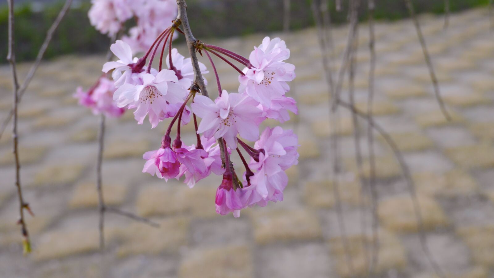 Panasonic Lumix DMC-G6 sample photo. Cherry blossoms, arboretum, plant photography