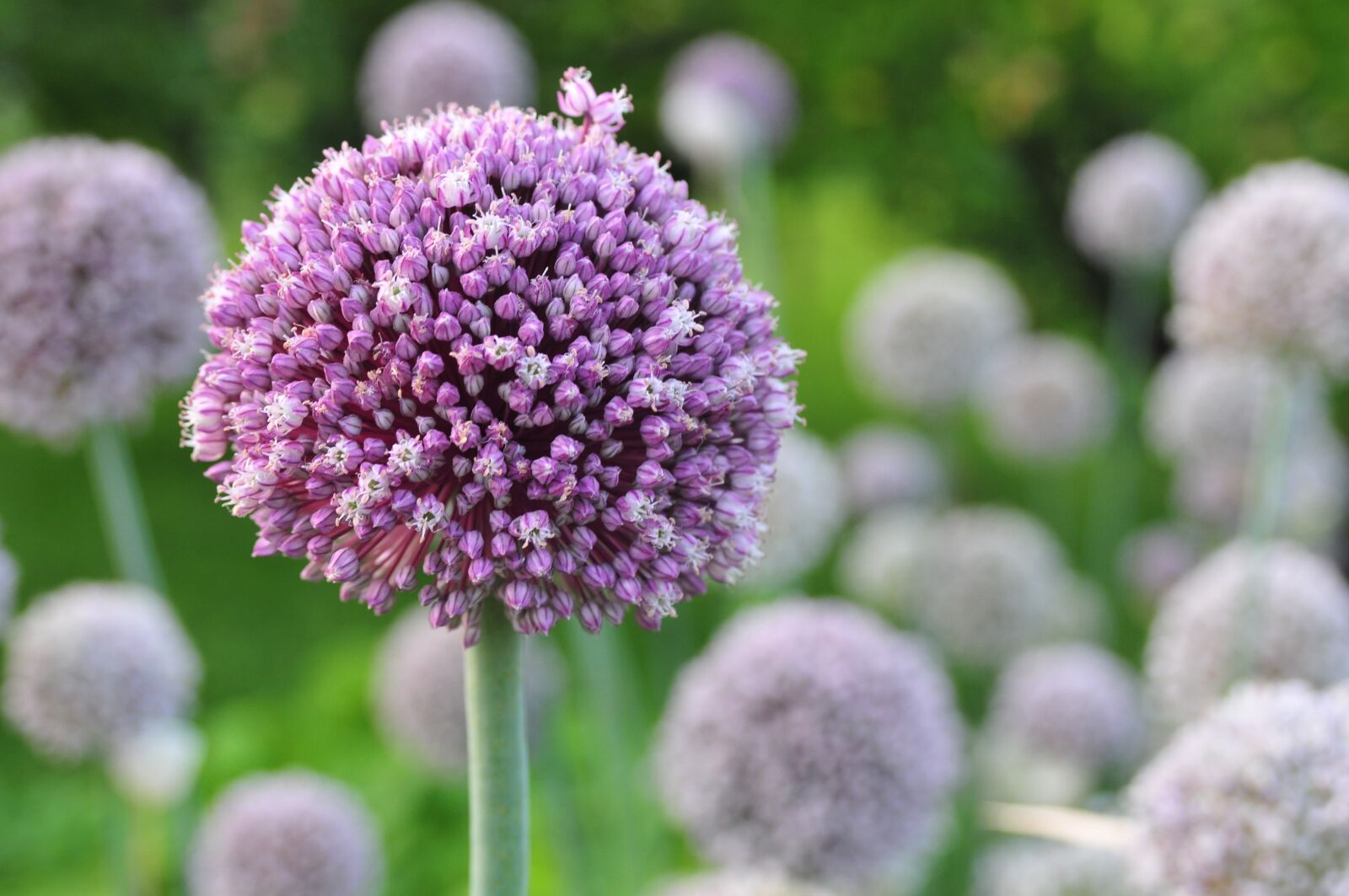 Nikon D300 sample photo. Flowers, garlic, purple photography