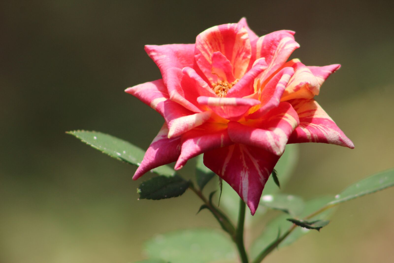 Canon EOS 1300D (EOS Rebel T6 / EOS Kiss X80) sample photo. Rosa, flower, spring photography