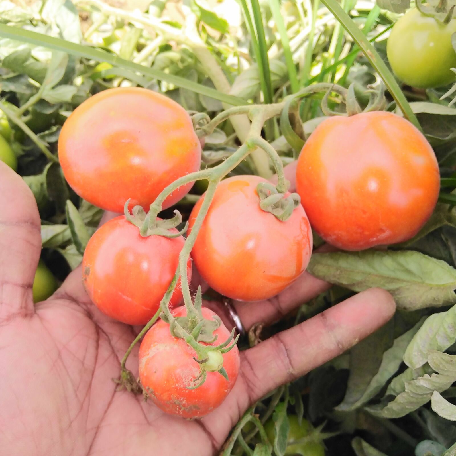 HUAWEI DUB-LX1 sample photo. Holding tomato, tomato, ripe photography