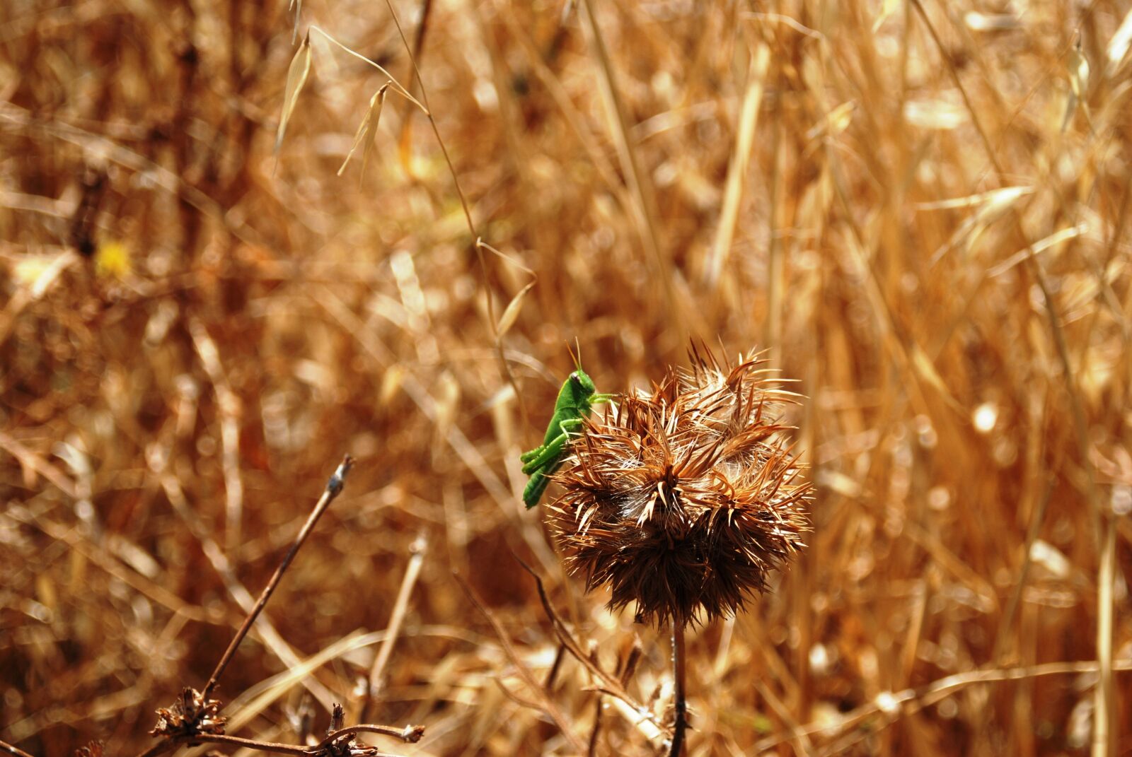 Nikon D80 sample photo. Grasshopper, nature, field photography