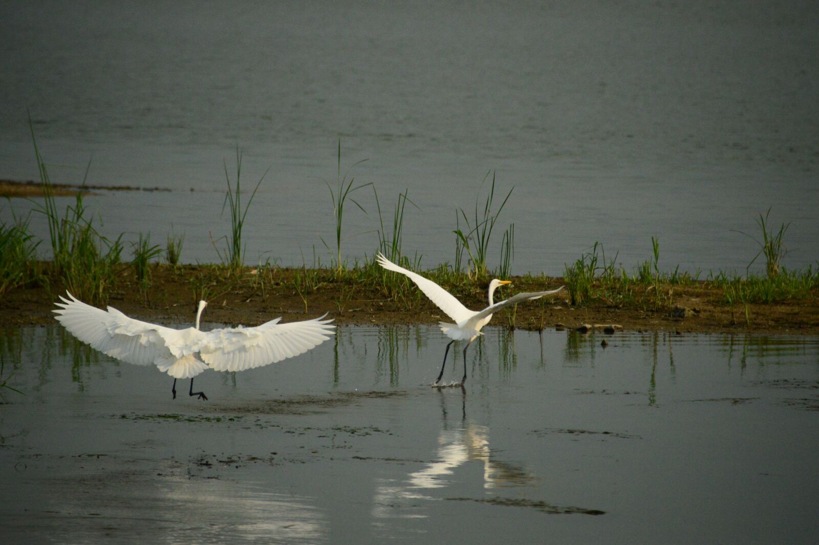 Nikon D3200 sample photo. Studies, new, birds photography