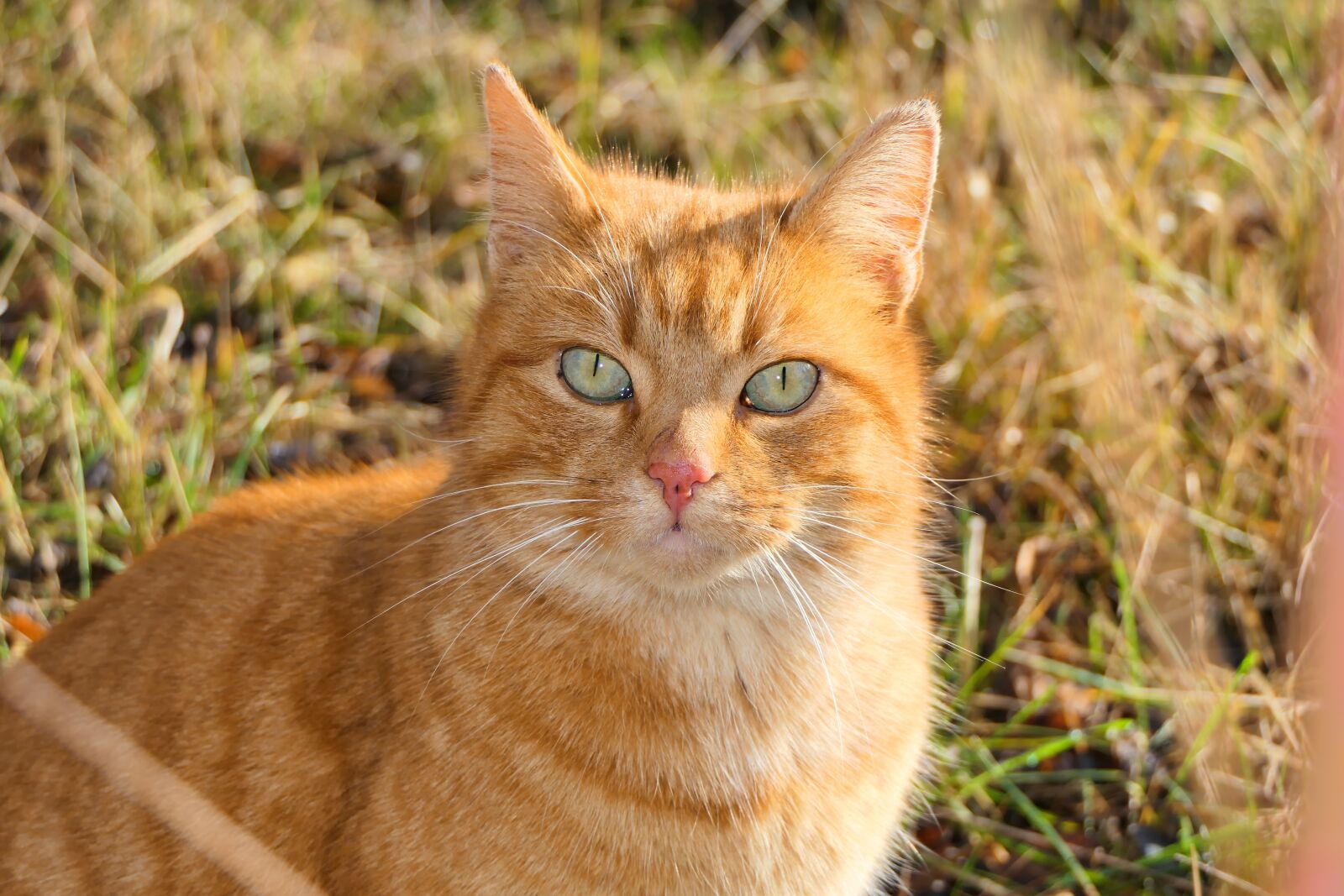 Panasonic Lumix DMC-FZ2500 (Lumix DMC-FZ2000) sample photo. Cat, female, ruda photography