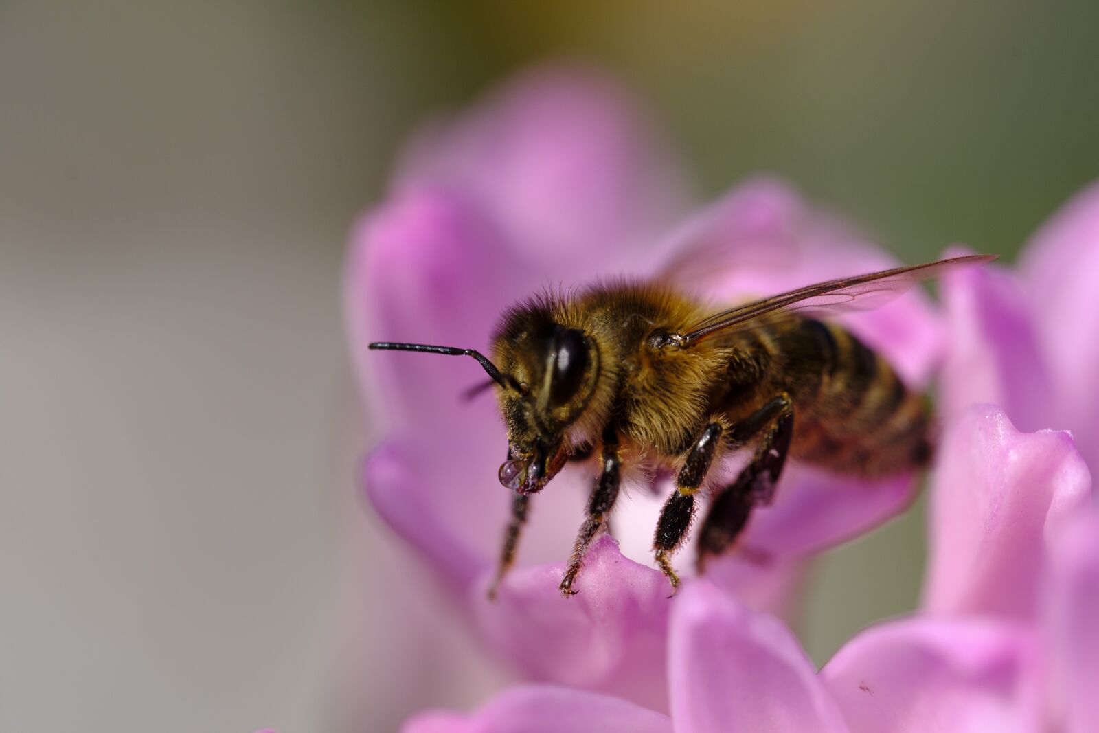 Fujifilm X-T2 + Fujifilm XF 80mm F2.8 R LM OIS WR Macro sample photo. Bee, honey bee, drink photography