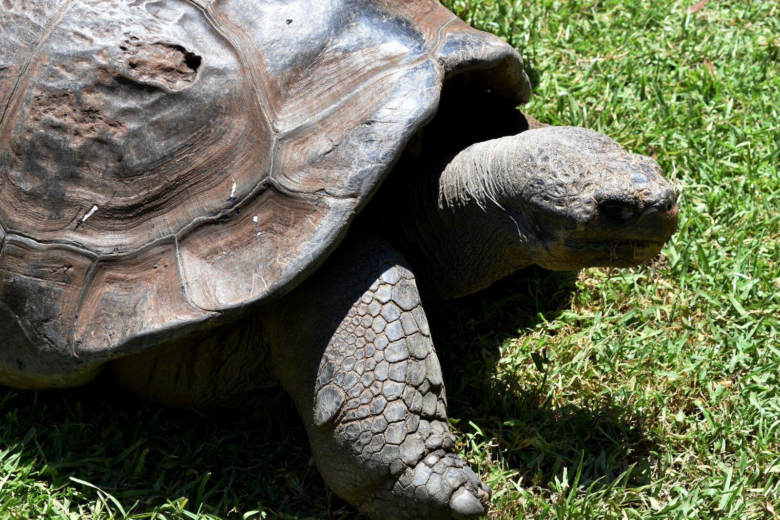 Nikon D7200 sample photo. Tortoise, turtle, animal photography