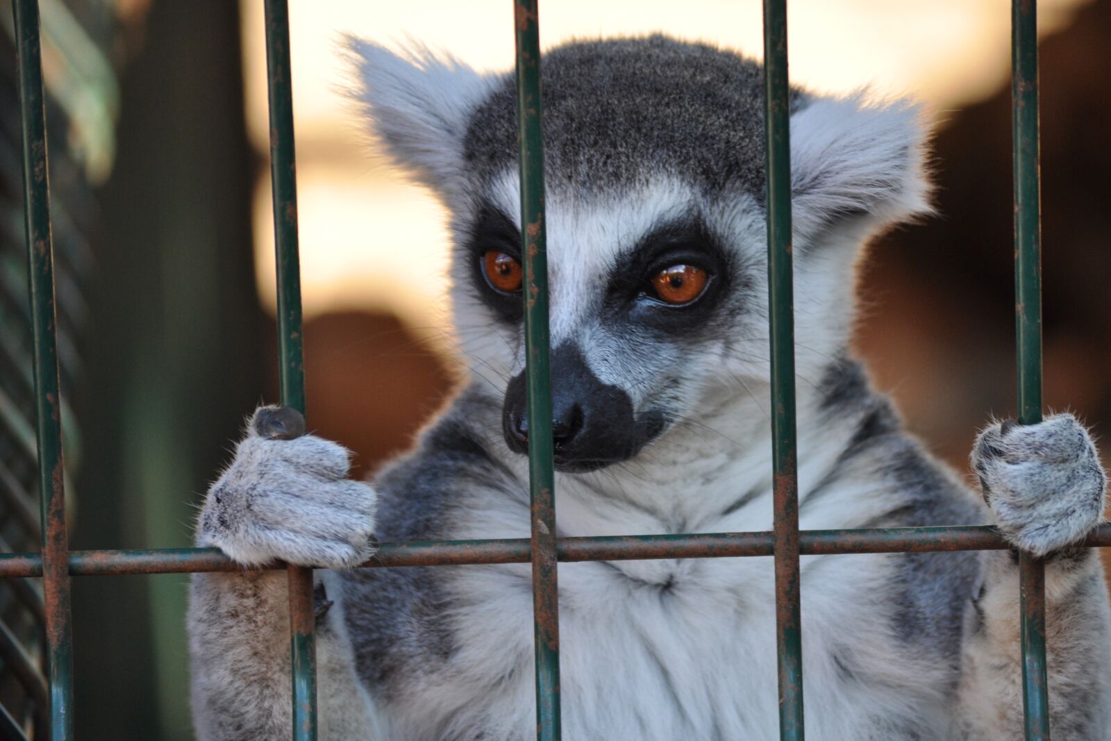 Nikon D5000 sample photo. Lemur, animal, cage photography
