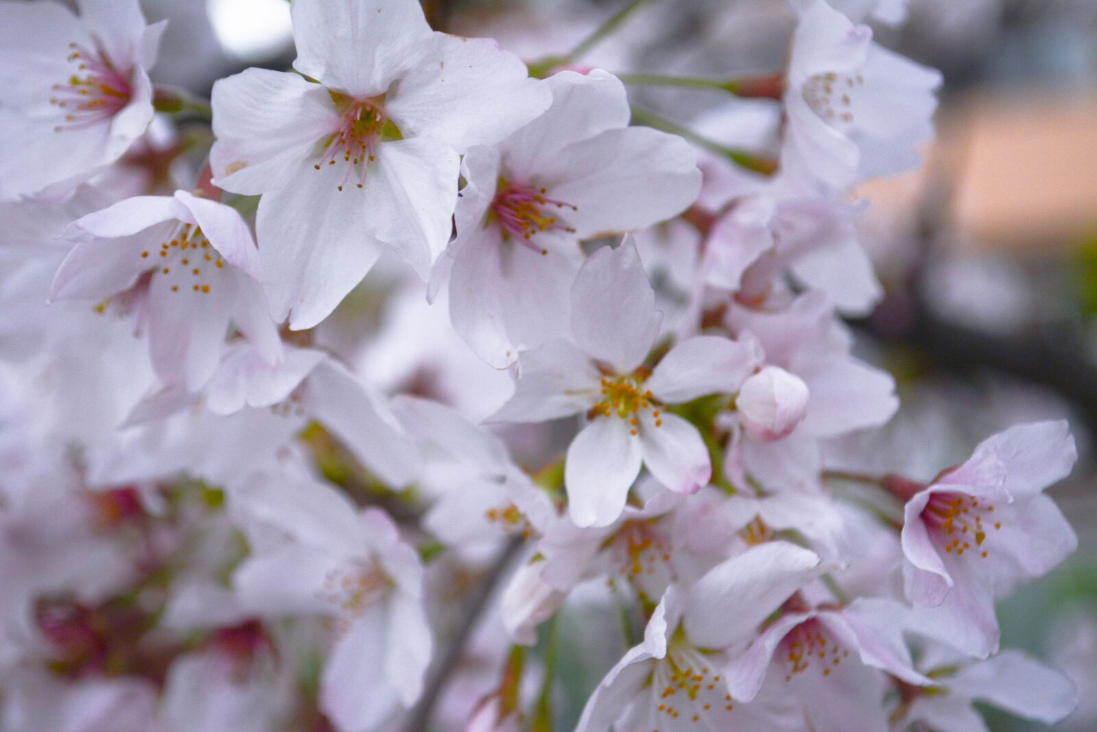 Nikon D5200 sample photo. Cherry blossoms, petal, spring photography