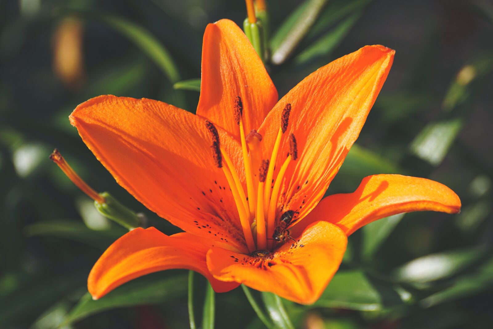 Sony DT 55-300mm F4.5-5.6 SAM sample photo. Lily, orange, blossom photography
