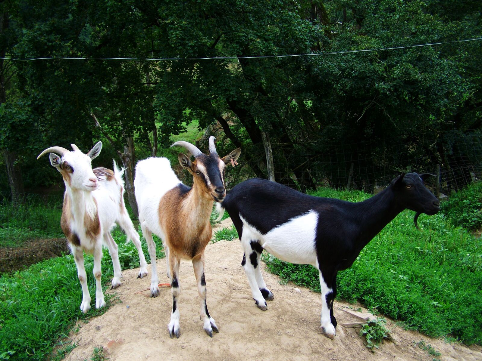 Kodak EASYSHARE ZD710 ZOOM DIGITAL CAMERA sample photo. Goats, domestic animals, benefit photography