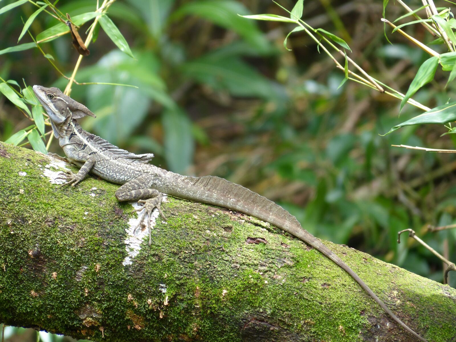 Panasonic Lumix DMC-FZ200 sample photo. Basilisk, basiliscus basiliscus, pacific photography
