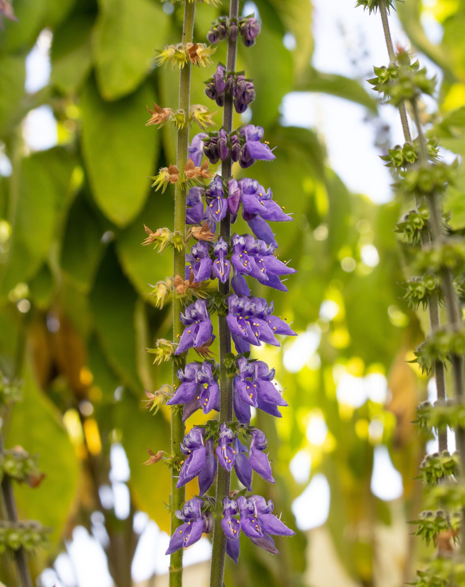 Canon EF-S 55-250mm F4-5.6 IS STM sample photo. Flowers, lilac, trees photography