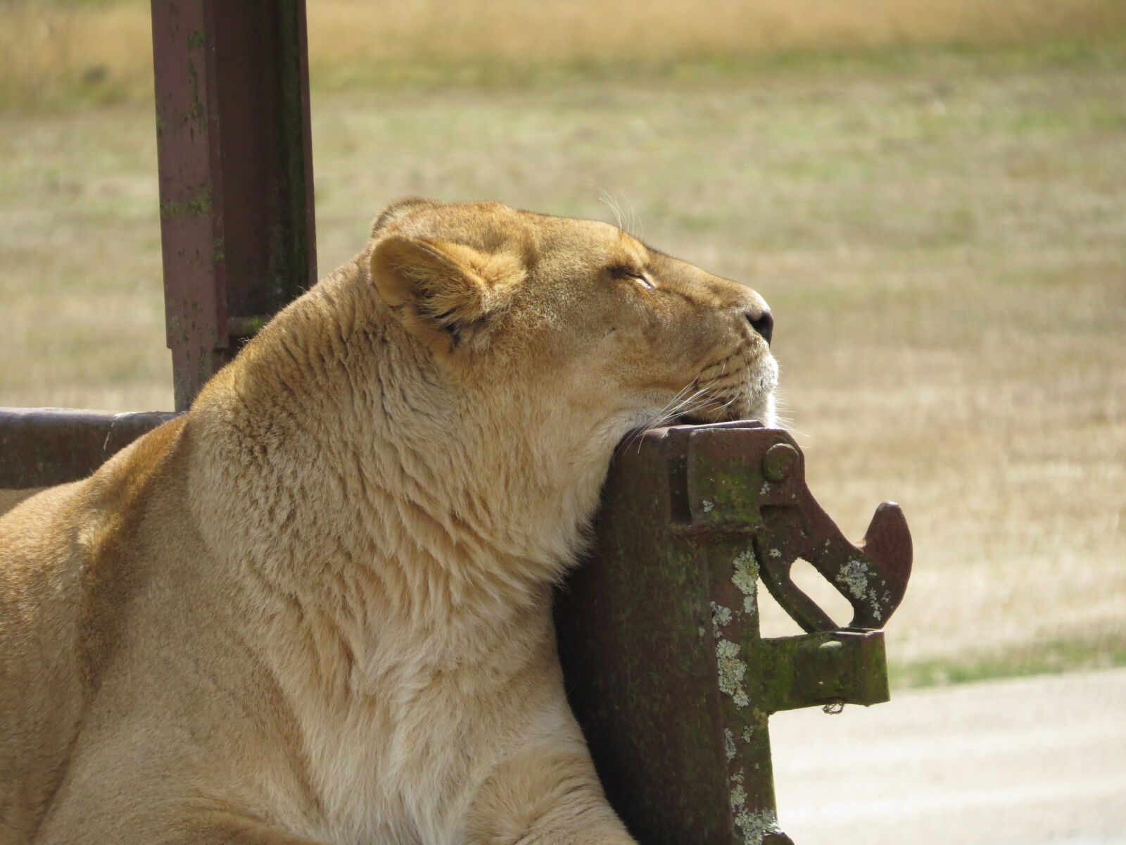 Canon PowerShot SX50 HS sample photo. Lion photography