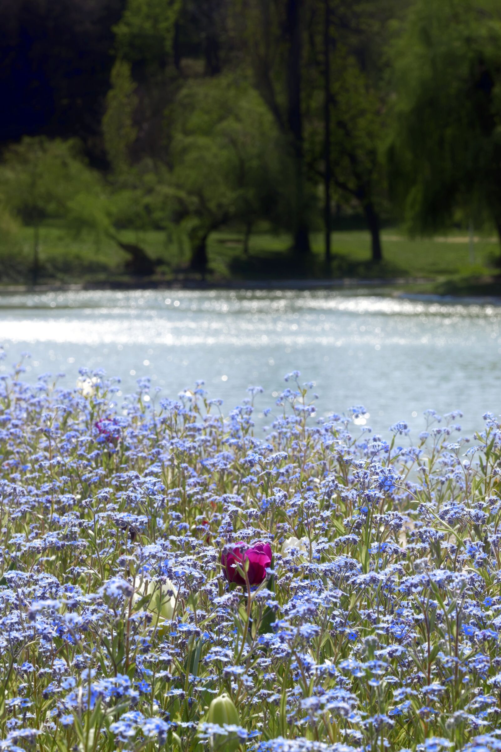 Nikon D5300 sample photo. Flowers, blue, nature photography