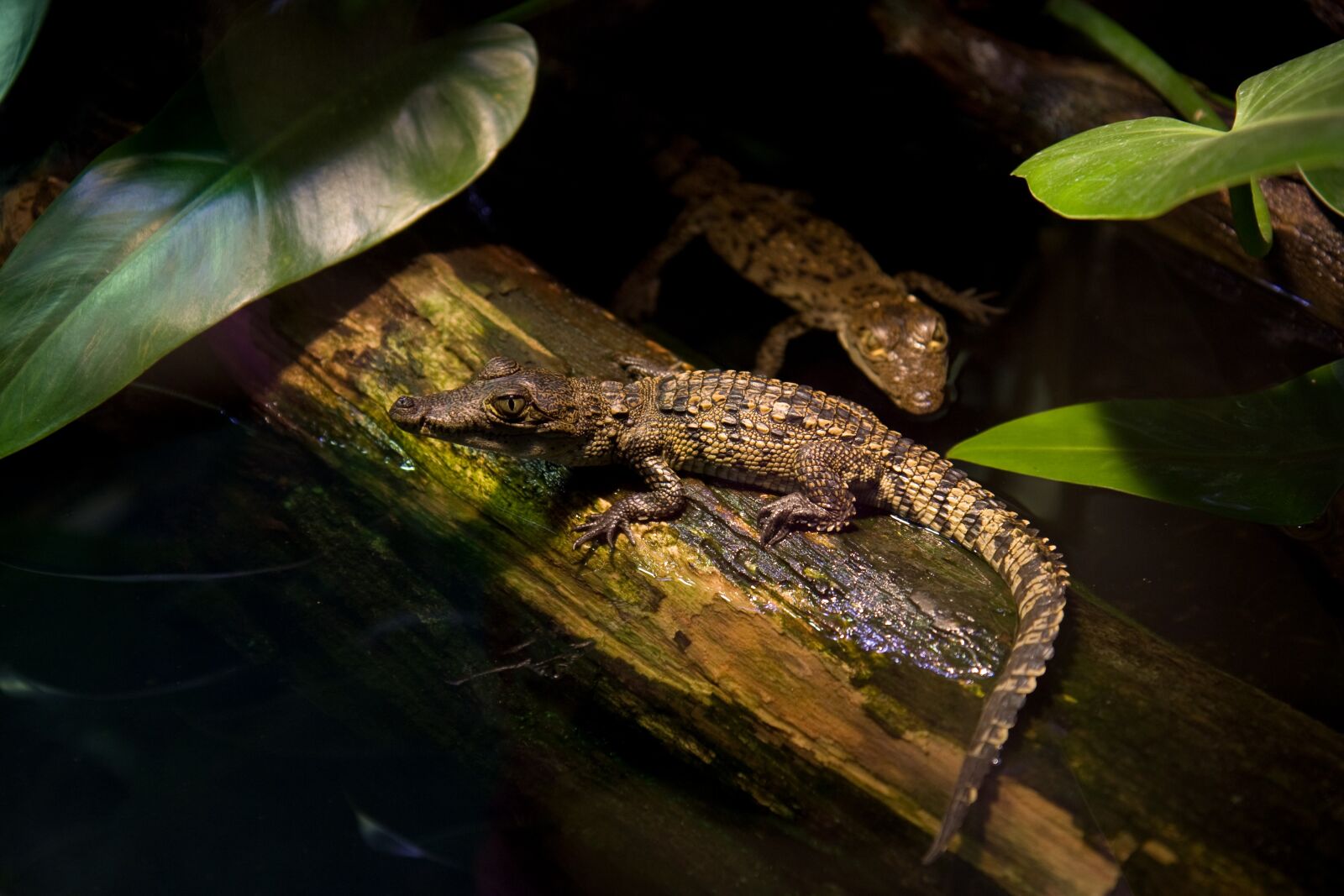 Canon EOS 450D (EOS Rebel XSi / EOS Kiss X2) sample photo. Crocodile, alligator, croc photography