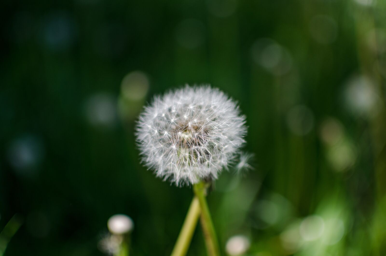Nikon D5100 sample photo. Macro, nature, flower photography