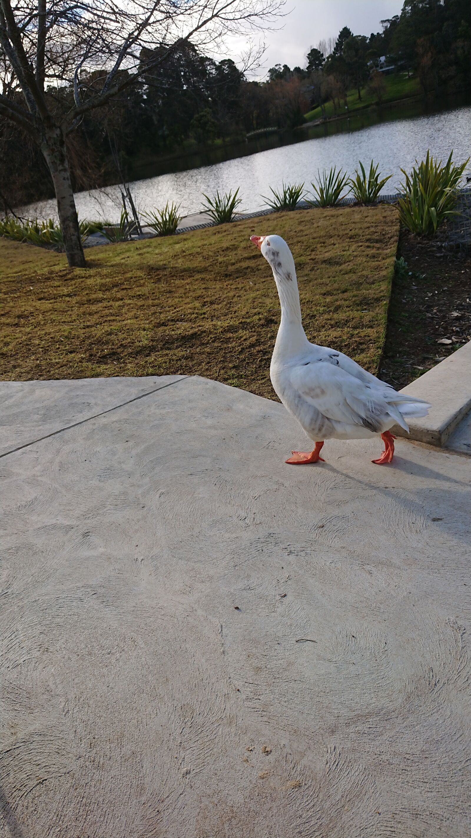 Sony Xperia XZ Premium sample photo. Goose, park, lake photography
