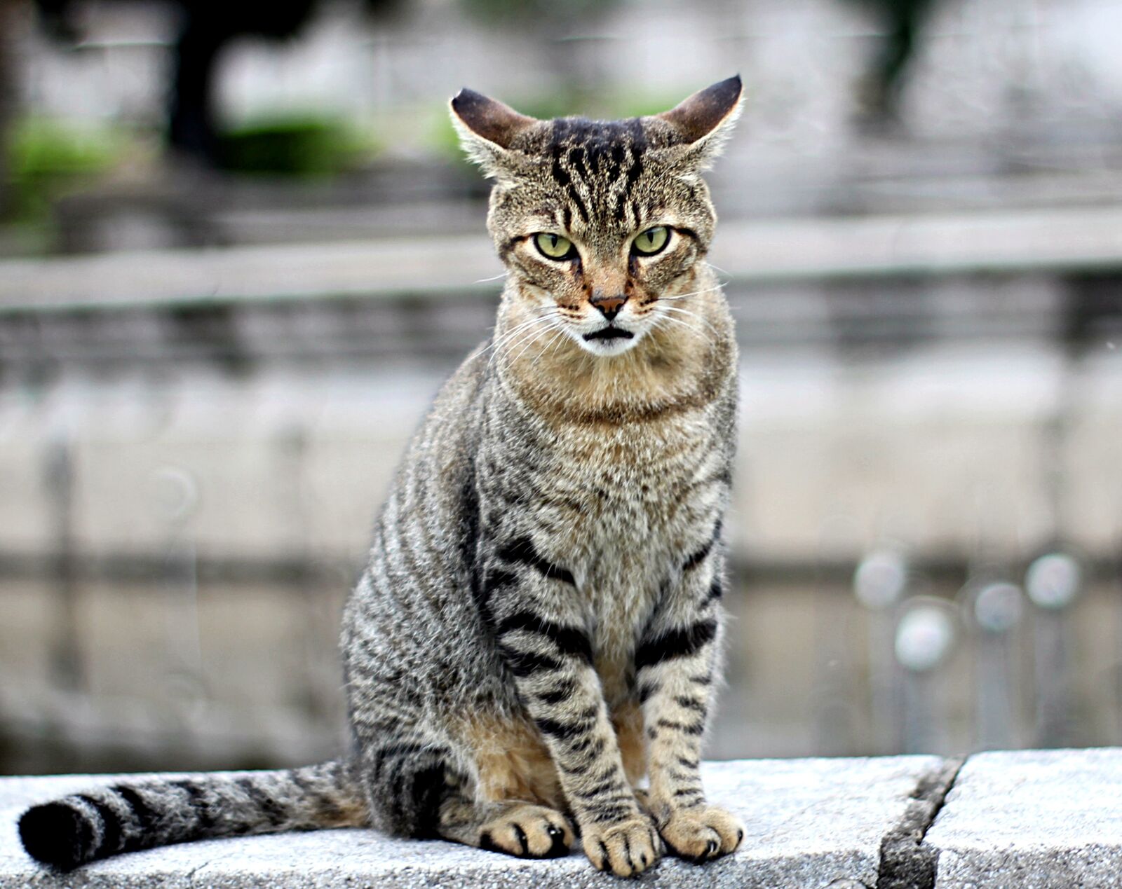 Canon EOS 1300D (EOS Rebel T6 / EOS Kiss X80) sample photo. Cat, kitten, beautiful photography