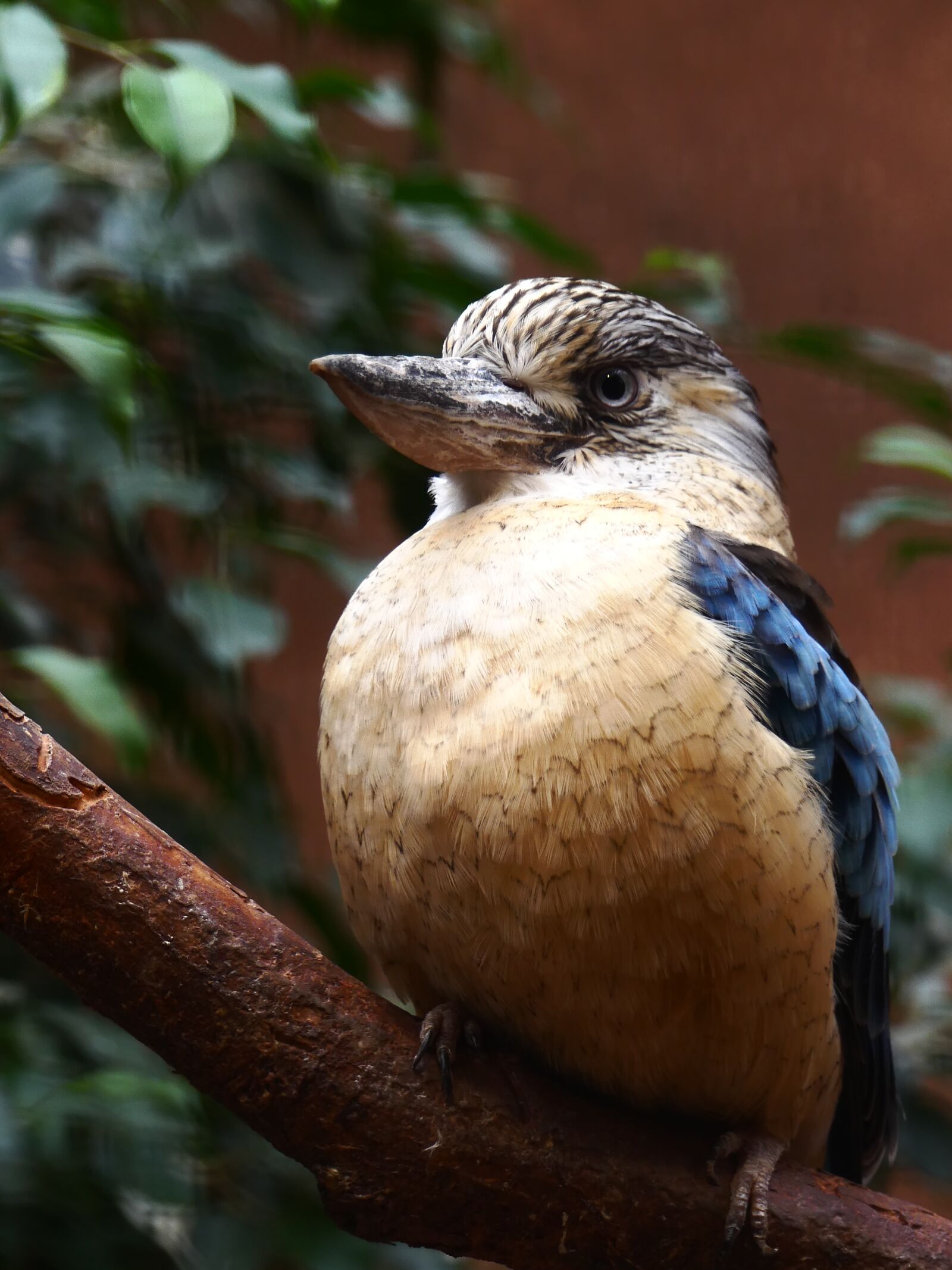 Panasonic Lumix DMC-FZ300 sample photo. Lachender hans, bird, australia photography