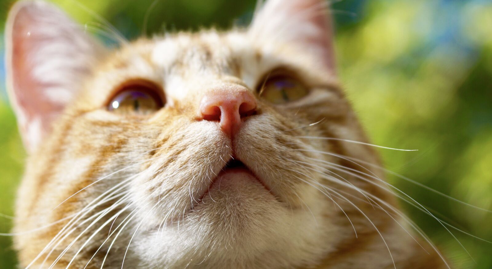 Sony ILCA-77M2 sample photo. Cat, animal, pet photography
