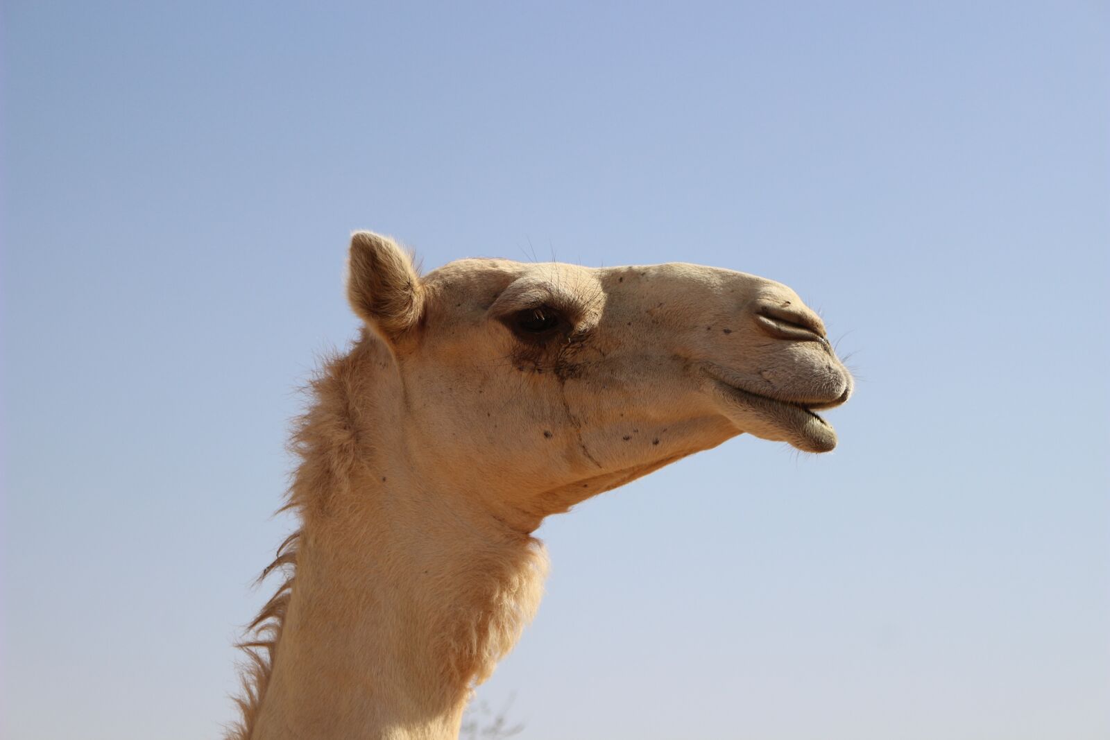 Canon EOS 100D (EOS Rebel SL1 / EOS Kiss X7) sample photo. Dromedary, animal, mammal photography