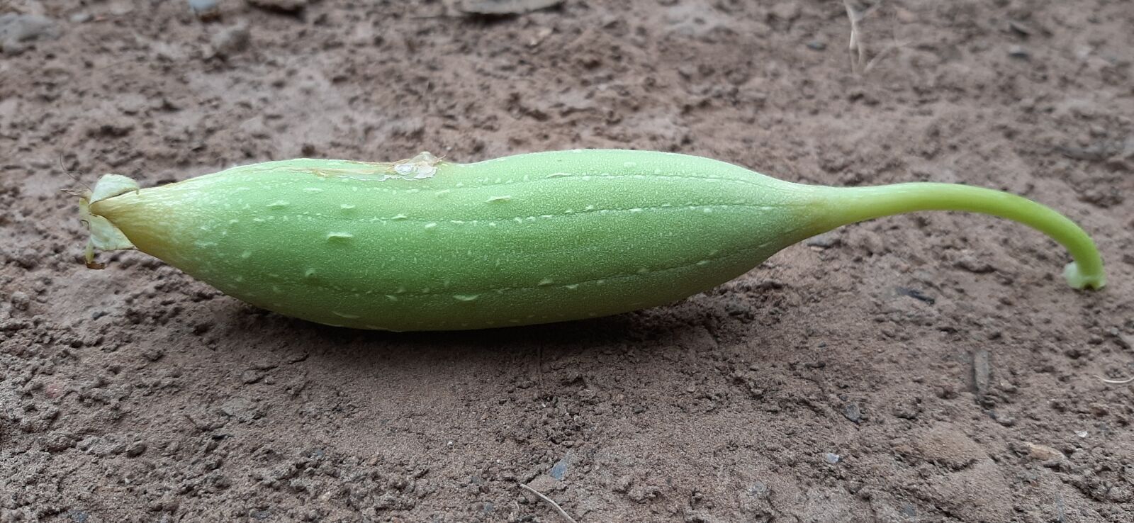 Samsung SM-A307FN sample photo. Sponge, gourd, testy photography