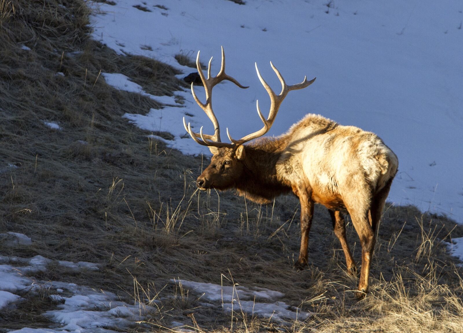 Canon EOS 7D + Canon EF 70-200mm F2.8L IS USM sample photo. Elk, bull, wildlife photography