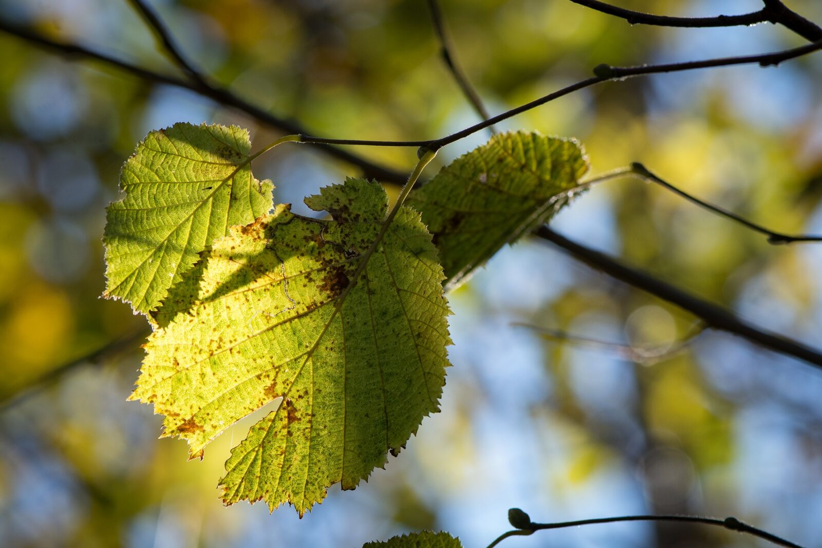Nikon D7100 sample photo. Leaves, green, yellow photography