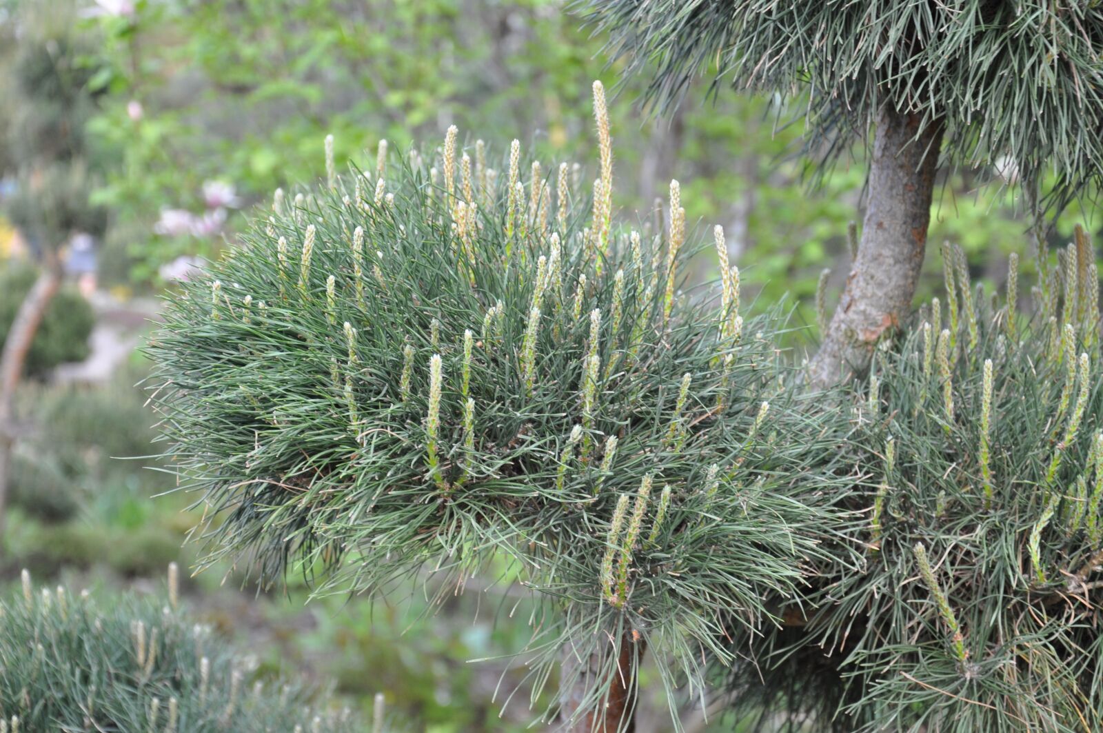 Nikon D90 sample photo. Needles, plant, greens photography