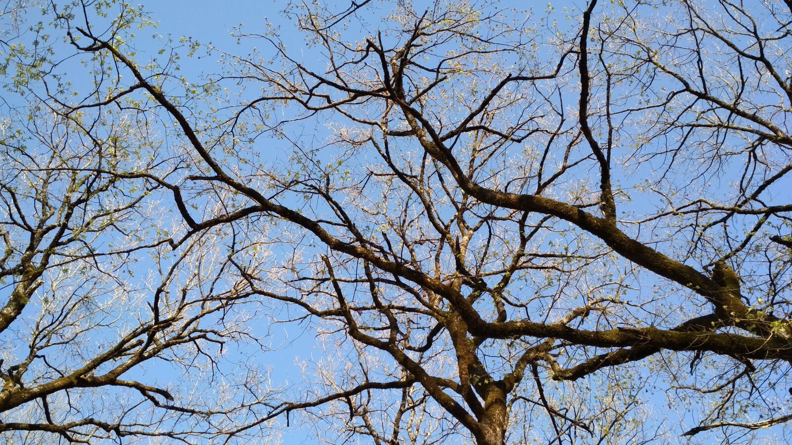 Xiaomi Redmi 4X sample photo. Oak trees, branches, sky photography