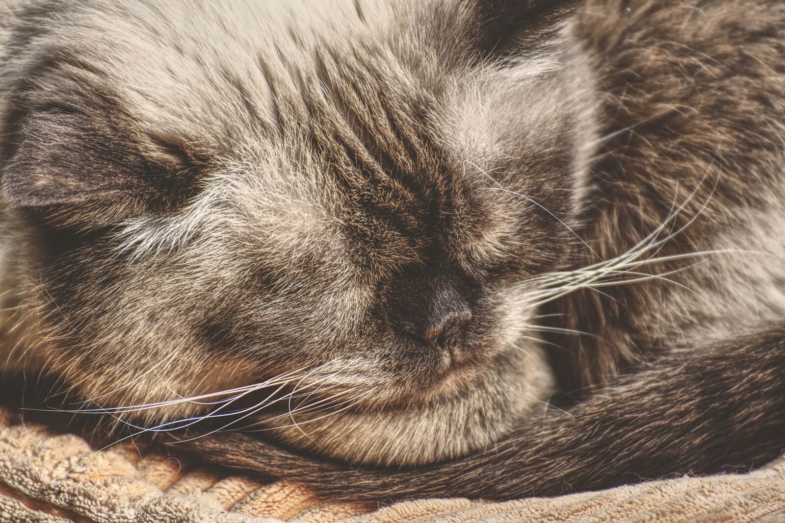 Nikon D7200 sample photo. Cat, british shorthair, domestic photography