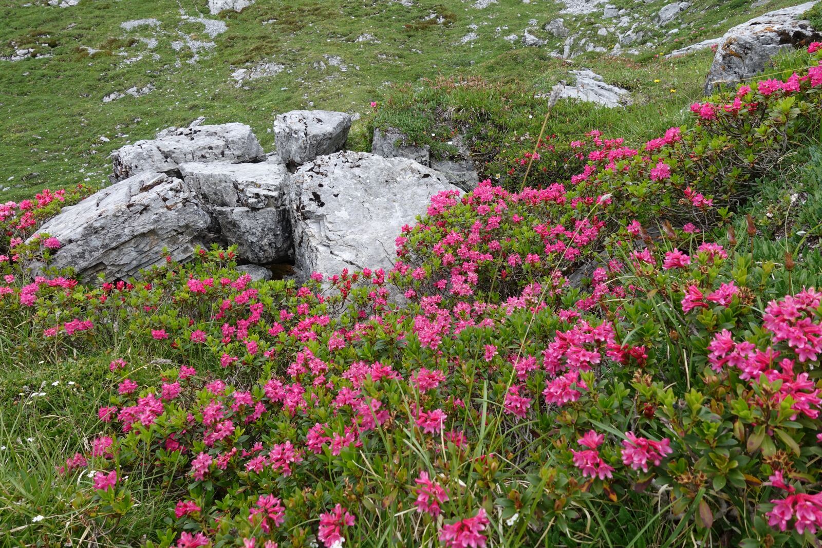 Sony Cyber-shot DSC-RX100 IV sample photo. Alpine roses, flowers, mountain photography