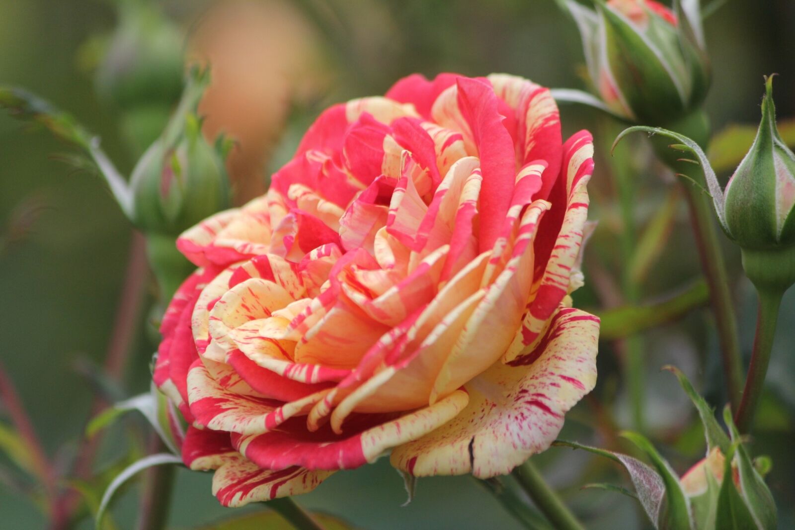 Canon EOS 60D sample photo. Rose, flowers, leaf photography