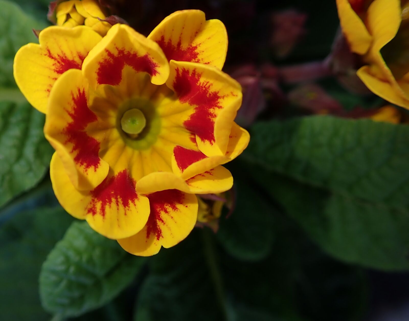 Olympus TG-5 sample photo. Primrose, flower, bright photography