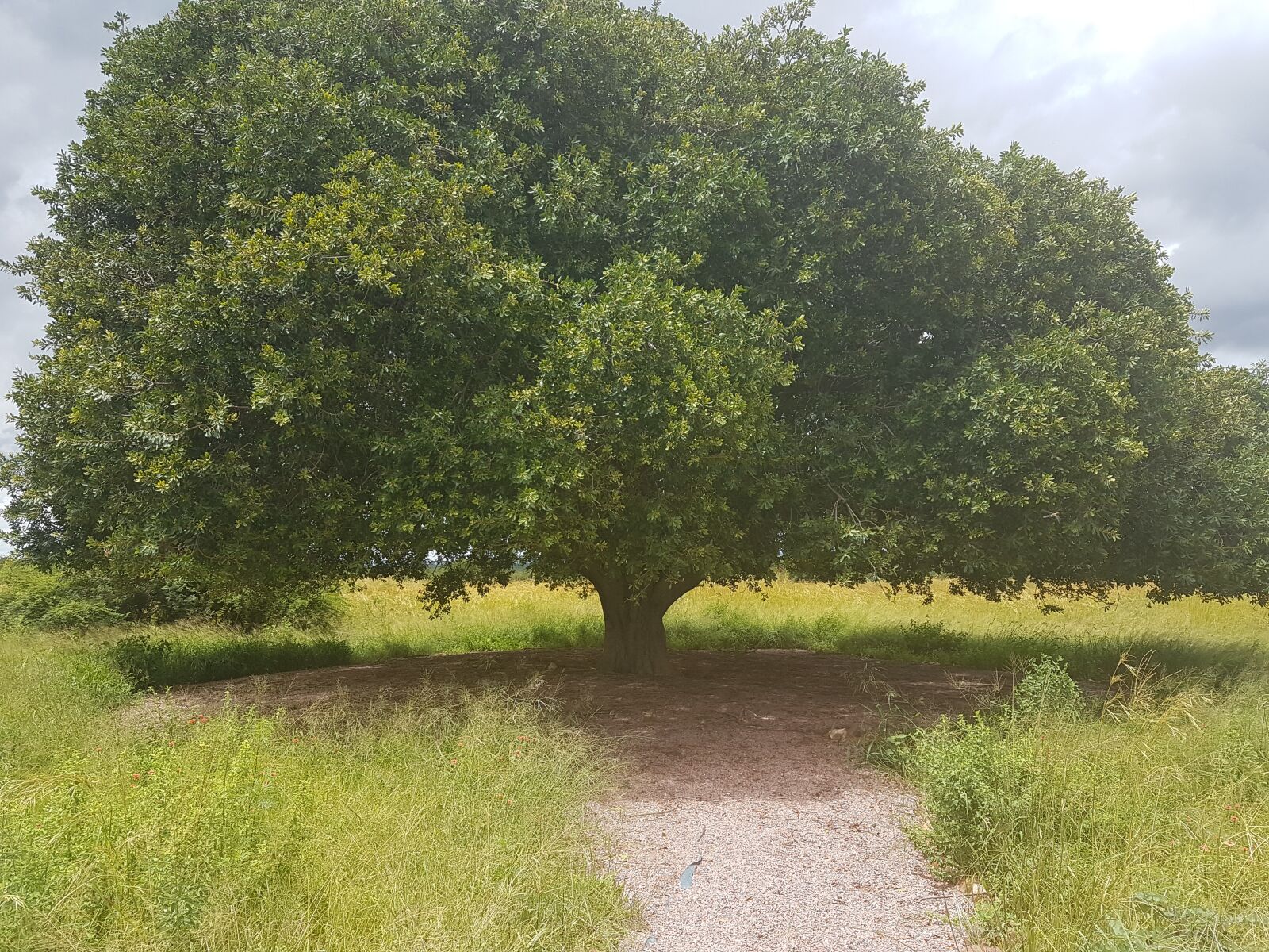Samsung Galaxy S7 sample photo. Tree, nature, earth photography