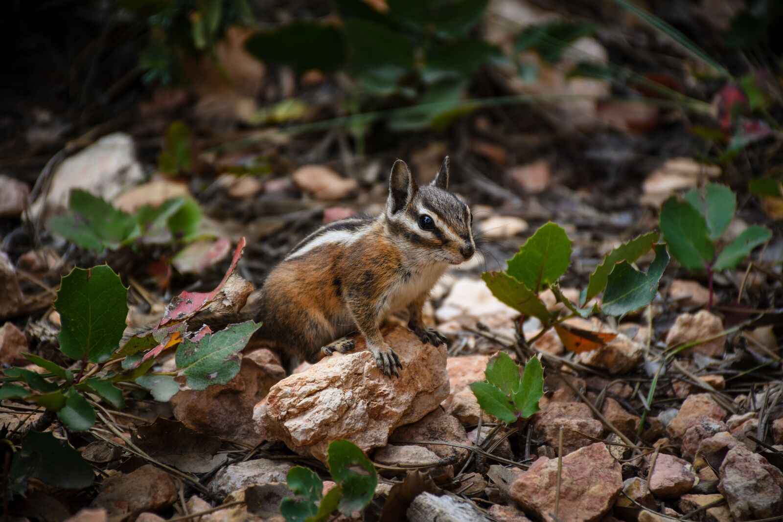Nikon D7200 sample photo. Nature, wood, outdoors photography