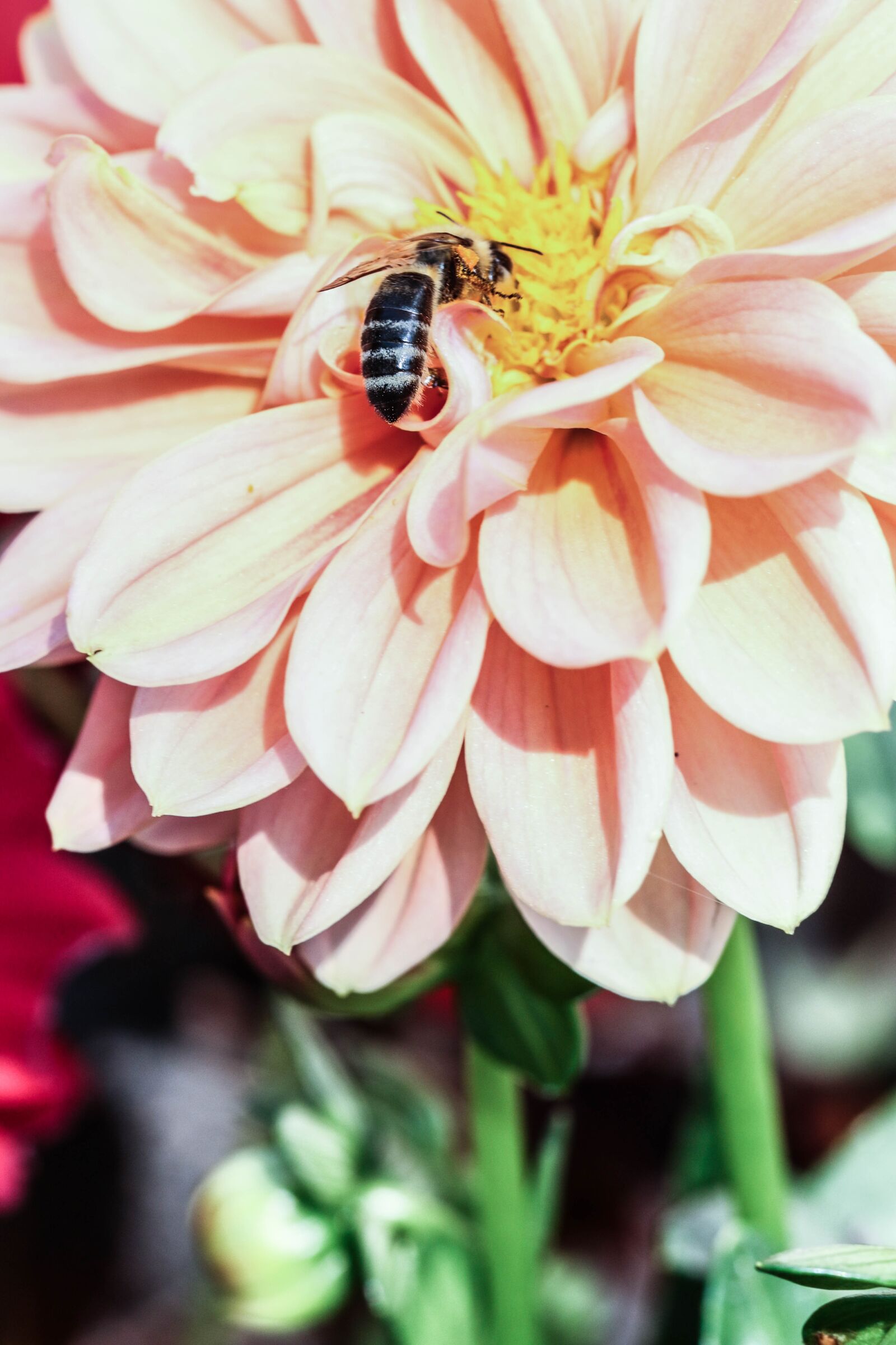 Canon EOS 7D Mark II sample photo. Insect, flower, nature photography